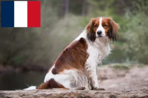 Read more about the article Hollandske Kooikerhondje-opdrættere og hvalpe i Frankrig