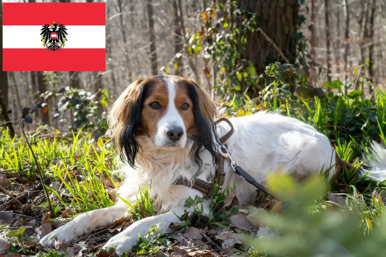 Read more about the article Hollandske Kooikerhondje-opdrættere og hvalpe i Østrig