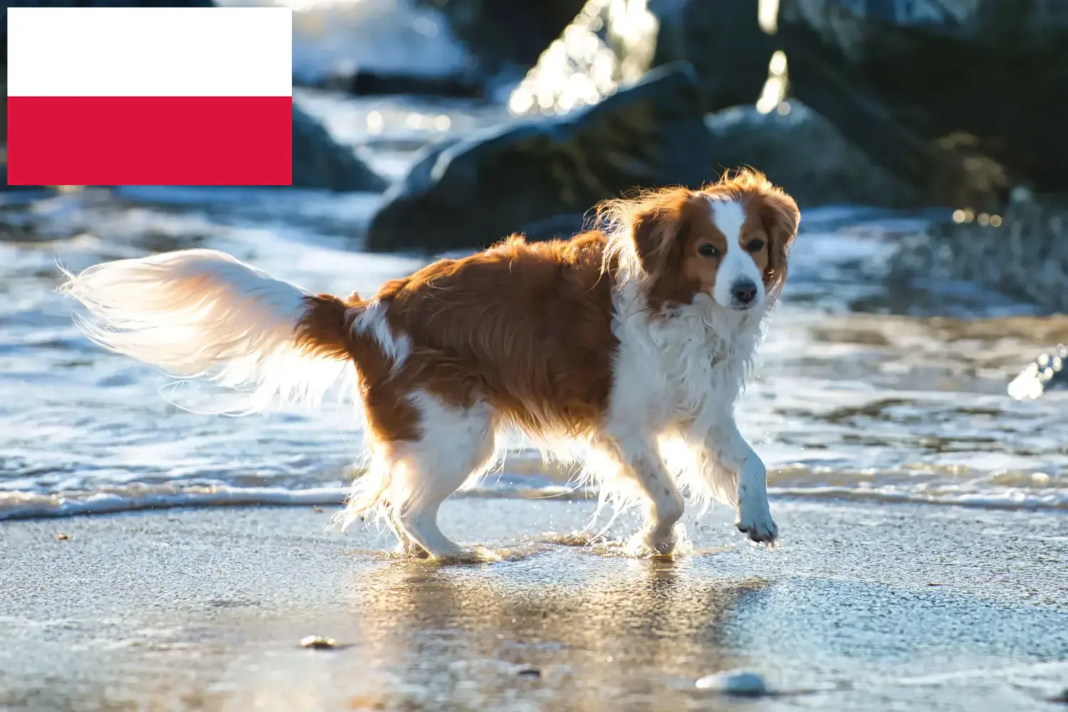 Read more about the article Hollandske Kooikerhondje-opdrættere og hvalpe i Polen