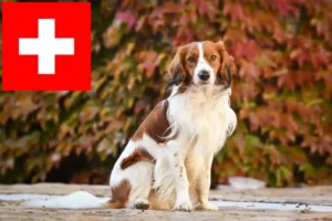 Read more about the article Hollandske Kooikerhondje-opdrættere og hvalpe i Schweiz
