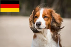 Read more about the article Hollandske Kooikerhondje-opdrættere og hvalpe i Tyskland