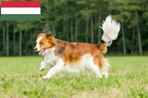 Read more about the article Hollandske Kooikerhondje-opdrættere og hvalpe i Ungarn