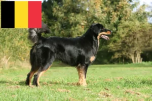 Read more about the article Hovawart-opdrættere og hvalpe i Belgien