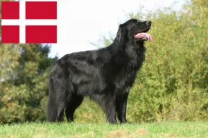 Read more about the article Hovawart opdrættere og hvalpe i Danmark