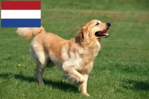 Read more about the article Hovawart-opdrættere og hvalpe i Holland