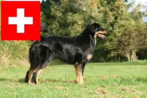 Read more about the article Hovawart-opdrættere og hvalpe i Schweiz