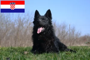 Read more about the article Hrvatski ovčar opdrættere og hvalpe i Kroatien