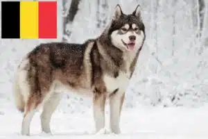 Read more about the article Huskyopdrættere og hvalpe i Belgien