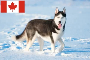 Read more about the article Huskyopdrættere og hvalpe i Canada
