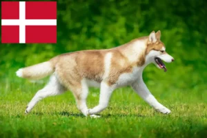 Read more about the article Huskyopdrættere og hvalpe i Danmark