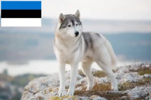 Read more about the article Huskyopdrættere og hvalpe i Estland