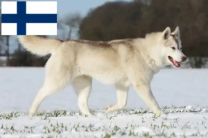 Read more about the article Huskyopdrættere og hvalpe i Finland
