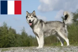 Read more about the article Huskyopdrættere og hvalpe i Frankrig