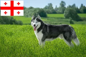 Read more about the article Huskyopdrættere og hvalpe i Georgia
