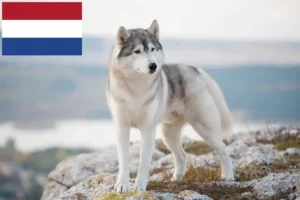 Read more about the article Huskyopdrættere og hvalpe i Holland