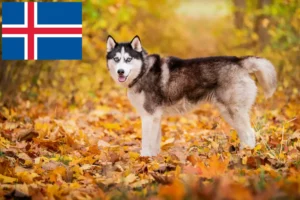 Read more about the article Huskyopdrættere og hvalpe i Island