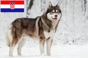 Read more about the article Huskyopdrættere og hvalpe i Kroatien