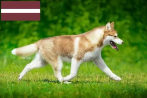 Read more about the article Huskyopdrættere og hvalpe i Letland