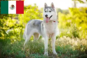 Read more about the article Huskyopdrættere og hvalpe i Mexico