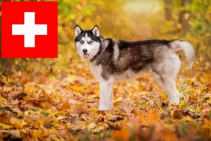 Read more about the article Huskyopdrættere og hvalpe i Schweiz