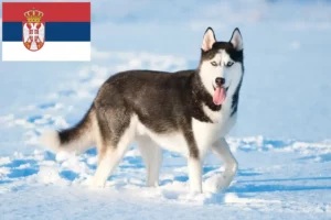 Read more about the article Huskyopdrættere og hvalpe i Serbien