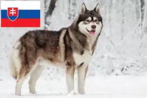Read more about the article Huskyopdrættere og hvalpe i Slovakiet