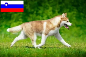 Read more about the article Huskyopdrættere og hvalpe i Slovenien