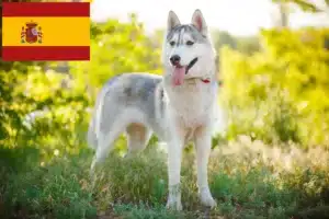 Read more about the article Huskyopdrættere og hvalpe i Spanien