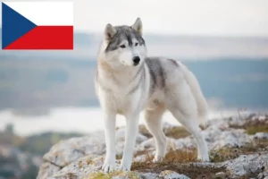Read more about the article Huskyopdrættere og hvalpe i Tjekkiet