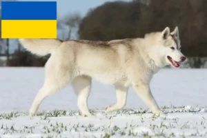 Read more about the article Huskyopdrættere og hvalpe i Ukraine