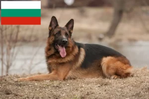 Read more about the article Opdrættere af hyrdehunde og hvalpe i Bulgarien