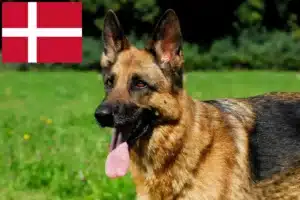 Read more about the article Fårehundeopdrættere og hvalpe i Danmark