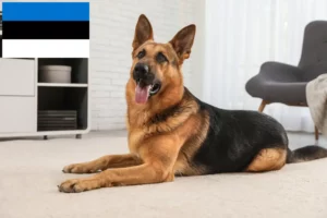 Read more about the article Hyrdehundeopdrættere og hvalpe i Estland