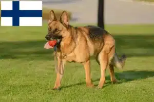 Read more about the article Fårehundeopdrættere og hvalpe i Finland