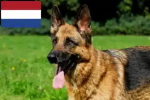 Read more about the article Fårehundeopdrættere og hvalpe i Holland