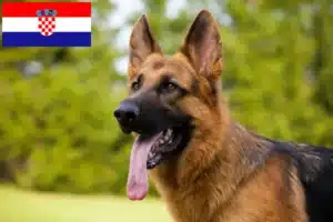 Read more about the article Hyrdehundeopdrættere og hvalpe i Kroatien