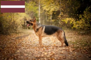 Read more about the article Opdrættere af hyrdehunde og hvalpe i Letland