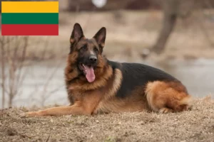Read more about the article Hyrdehundeopdrættere og hvalpe i Litauen