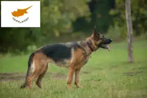 Read more about the article Hyrdehundeopdrættere og hvalpe på Cypern