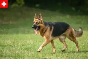 Read more about the article Hyrdehundeopdrættere og hvalpe i Schweiz
