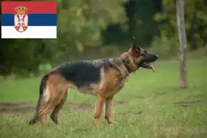 Read more about the article Hyrdehundeopdrættere og hvalpe i Serbien