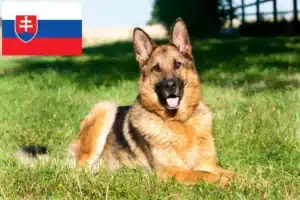 Read more about the article Hyrdehundeopdrættere og hvalpe i Slovakiet