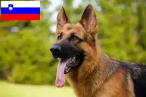 Read more about the article Hyrdehundeopdrættere og hvalpe i Slovenien