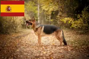 Read more about the article Hyrdehundeopdrættere og hvalpe i Spanien