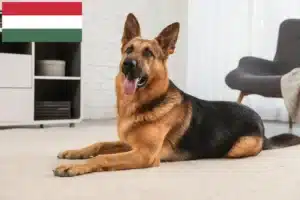 Read more about the article Hyrdehundeopdrættere og hvalpe i Ungarn