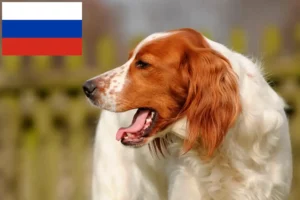 Read more about the article Opdrættere og hvalpe af irske røde og hvide settere i Rusland