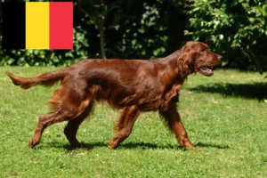 Read more about the article Opdrættere og hvalpe af irsk rød setter i Belgien