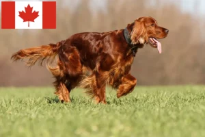 Read more about the article Opdrættere og hvalpe af irsk rød setter i Canada