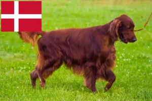 Read more about the article Irsk Rød Setter opdrættere og hvalpe i Danmark