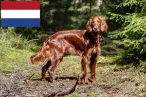 Read more about the article Irish Red Setter opdrættere og hvalpe i Holland